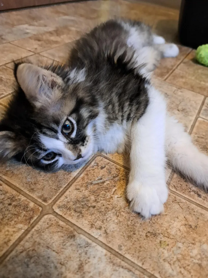 A baby medium-sized female White Domestic Long Hair cat named Lexi G for adoption in Pendleton, OR