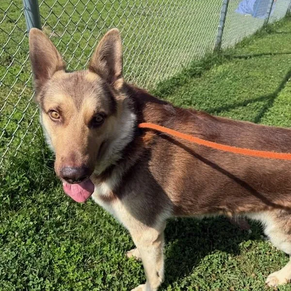 A young extra large-sized male German Shepherd Dog dog named Messi for adoption in Manassas, VA