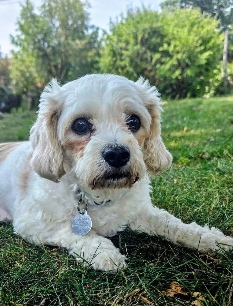 An adult small-sized female Cavalier King Charles Spaniel dog named Madison for adoption in East Greenville, PA