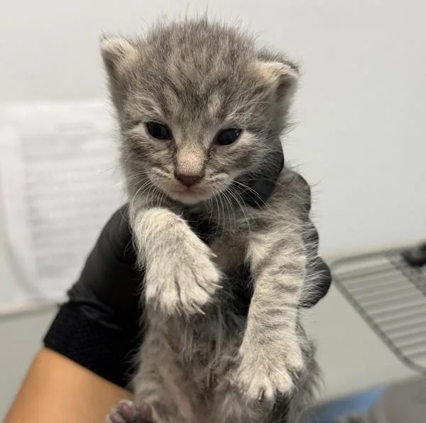 A baby small-sized female Domestic Short Hair cat named Miss Marvel for adoption in San Diego, CA