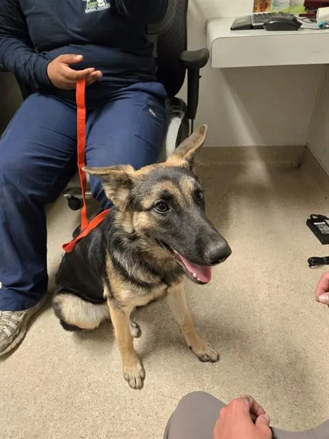 A young medium-sized female German Shepherd Dog dog named Shelly for adoption in Bakersfield, CA