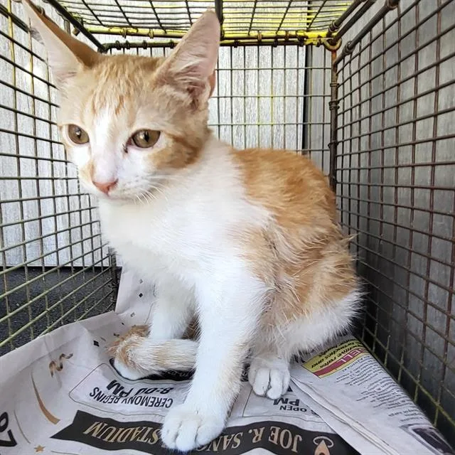 A baby medium-sized male Domestic Short Hair cat named Artemis for adoption in San Antonio, TX