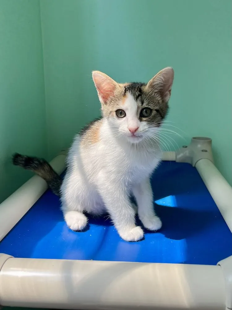 A baby small-sized female Black & White / Tuxedo Domestic Short Hair cat named Josie for adoption in Emerald Isle, NC