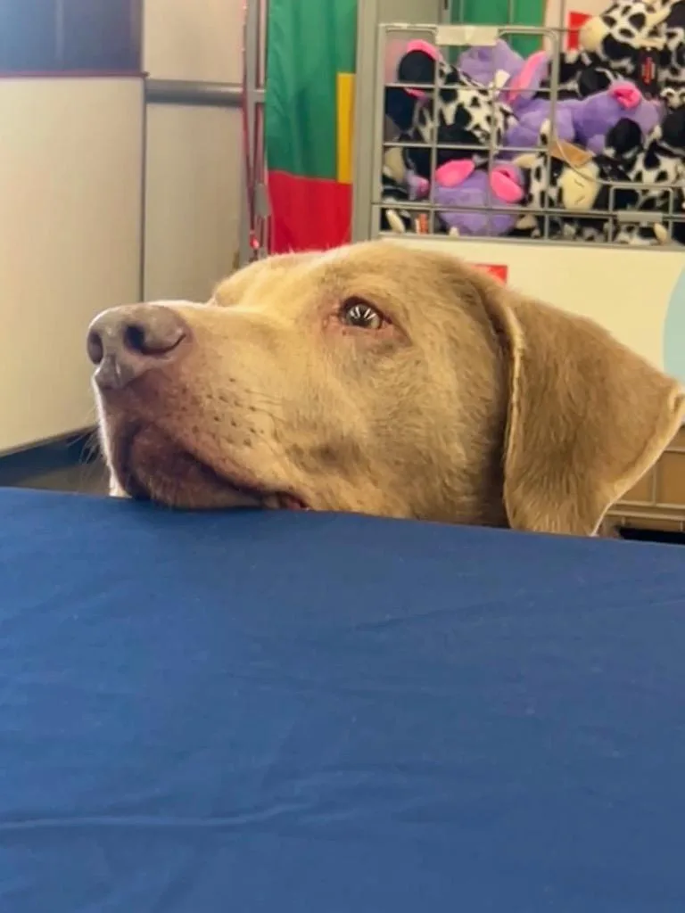 An adult large-sized male Labrador Retriever dog named Ace for adoption in Valparaiso, IN