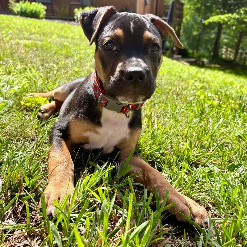 A baby small-sized male Brown / Chocolate Pit Bull Terrier dog named Tank for adoption in Lyndhurst, VA