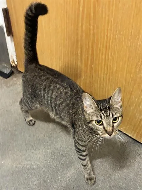An adult small-sized female Domestic Short Hair cat named Robin for adoption in Upper Marlboro, MD