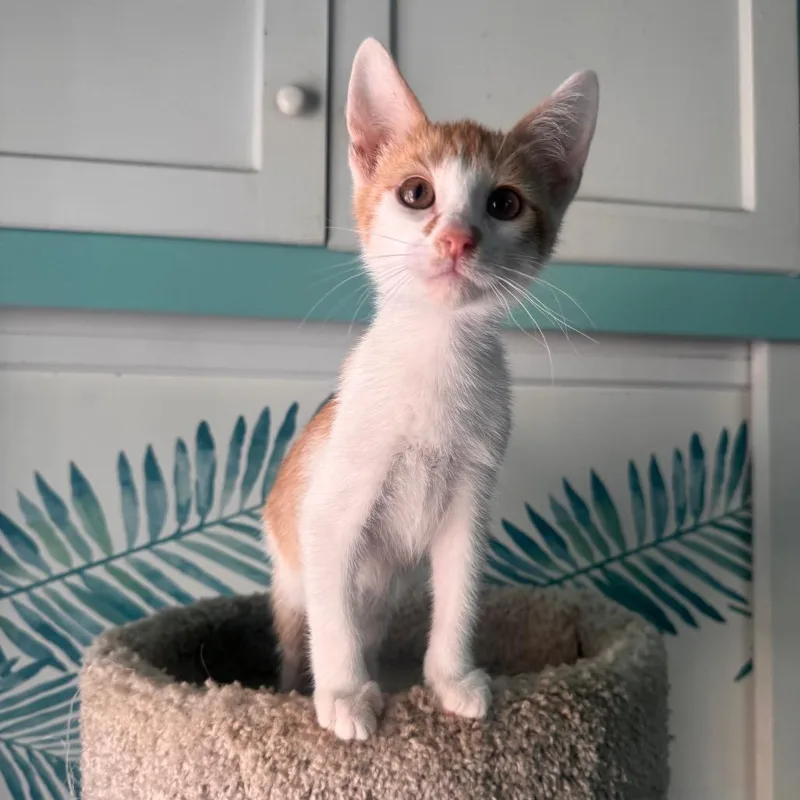 Ed