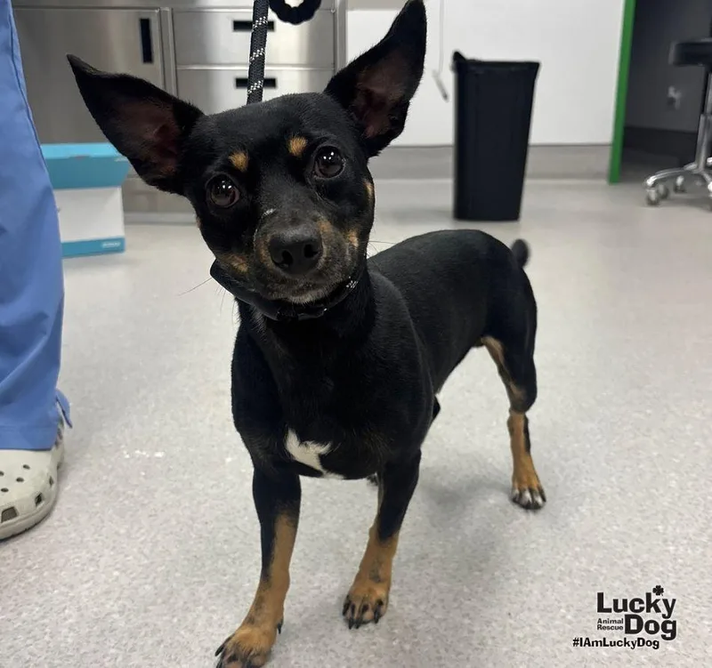A young small-sized male Chihuahua dog named Rodney for adoption in Washington, DC