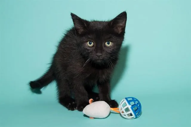 A baby small-sized female Domestic Short Hair cat named Queenie for adoption in Santa Monica, CA