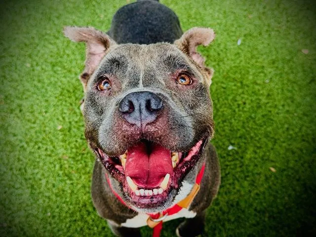 An adult large-sized male Pit Bull Terrier dog named Homie for adoption in Orlando, FL