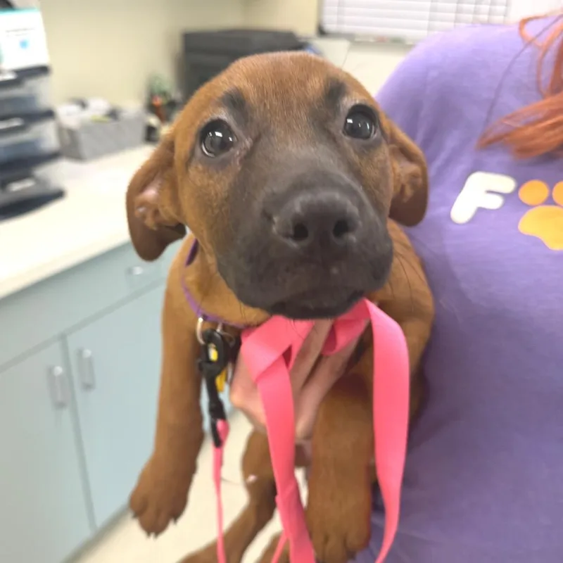 A baby small-sized female Brown / Chocolate Pit Bull Terrier dog named Willow for adoption in Novelty, OH
