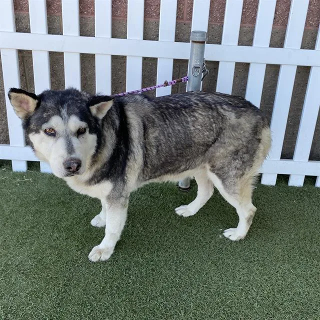 An adult extra large-sized female Siberian Husky dog named Triste for adoption in Modesto, CA
