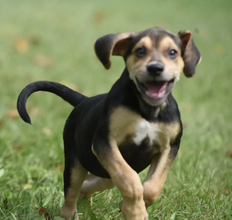 A baby medium-sized male Beagle dog named Leo for adoption in Mechanicsburg, PA
