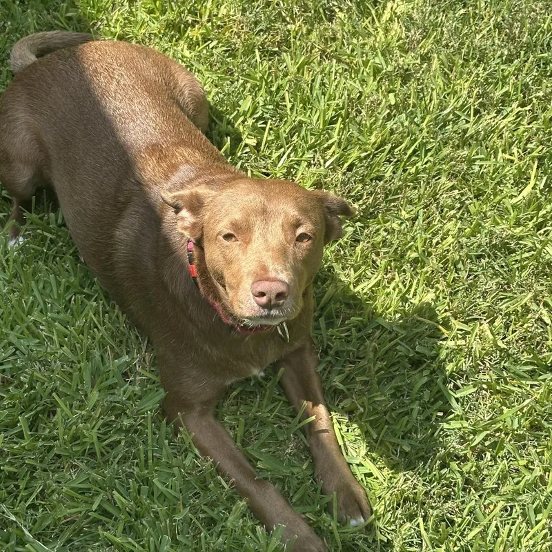 An adult medium-sized female Red / Chestnut / Orange Cattle Dog dog named Amber FS for adoption in Austin, TX