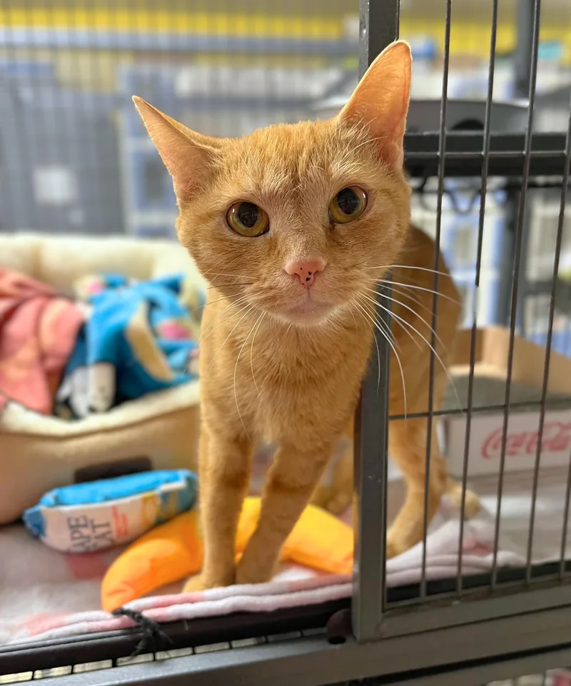 An adult medium-sized female Tabby (Orange / Red) Domestic Short Hair cat named Sarabi for adoption in Seville, OH