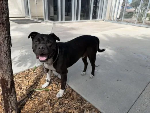 An adult large-sized male Pit Bull Terrier dog named Yumi for adoption in San Pedro, CA