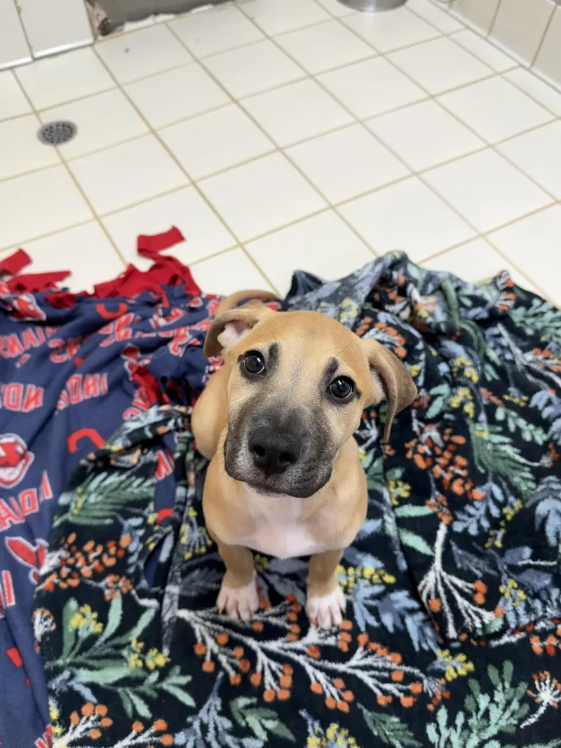 A young medium-sized female Yellow / Tan / Blond / Fawn Boxer dog named Honey for adoption in Upper Sandusky, OH