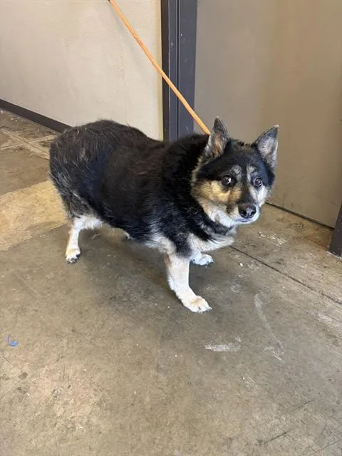 An adult medium-sized female German Shepherd Dog dog named Pup for adoption in Ontario, CA