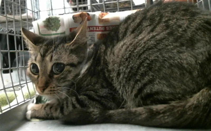 A young medium-sized female Domestic Short Hair cat named Kelly for adoption in Houston, TX