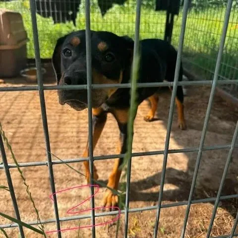 An adult medium-sized female Black Rottweiler dog named Precious for adoption in Buchanan Dam, TX