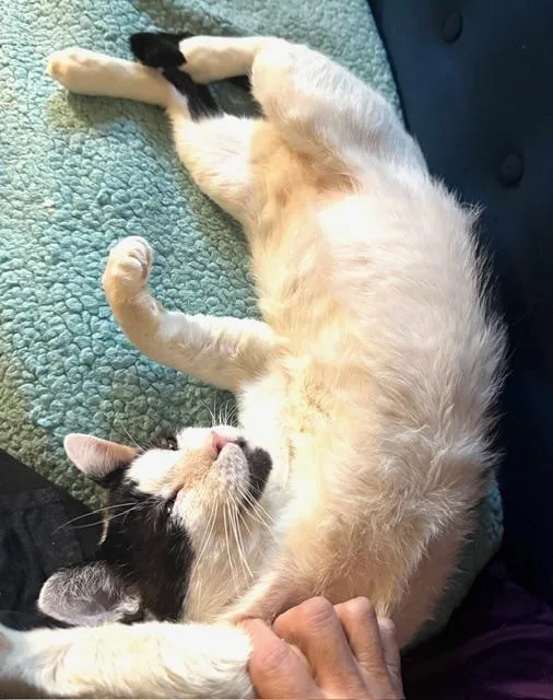 An adult large-sized male Domestic Short Hair cat named Jag for adoption in New York, NY