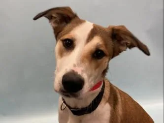 An adult large-sized female Border Collie dog named Nala for adoption in Golden Valley, MN