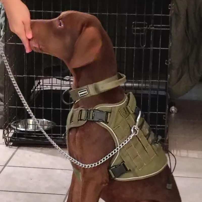 An adult medium-sized male Chocolate Labrador Retriever dog named Hamlet for adoption in Corpus Christi, TX