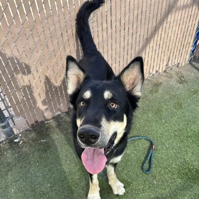 A young large-sized male German Shepherd Dog dog named Goofy for adoption in Phoenix, AZ