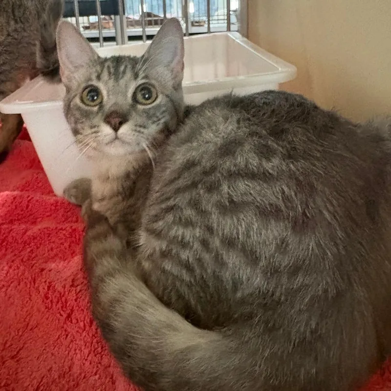A baby small-sized female Brown / Chocolate Domestic Short Hair cat named Edweina for adoption in Leander, TX