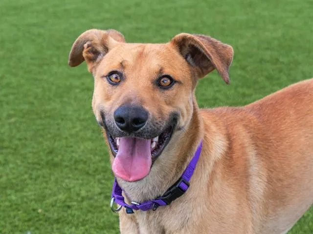 A young small-sized male German Shepherd Dog dog named Randy for adoption in Martinez, CA