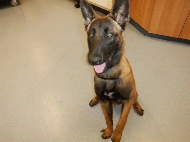 A young large-sized male Belgian Shepherd / Malinois dog named Jax for adoption in San Jose, CA