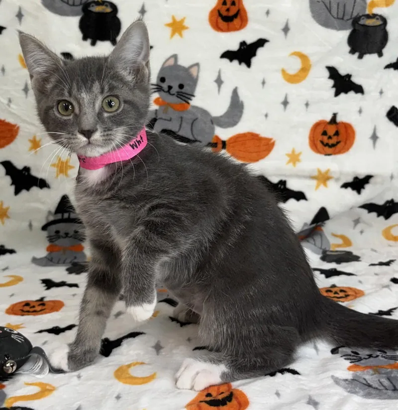 A baby medium-sized male Domestic Short Hair cat named Sweet Potato Pie for adoption in Wetumpka, AL