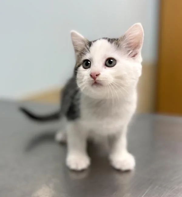 A baby small-sized female Domestic Medium Hair cat named Blanche for adoption in Sioux City, IA