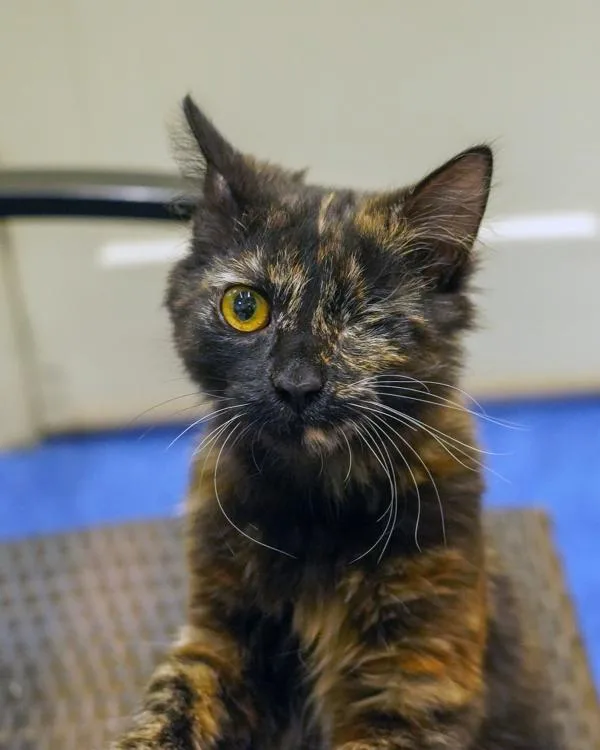 A young small-sized female Domestic Medium Hair cat named Beanie Baby for adoption in Novato, CA
