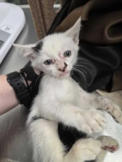 A baby small-sized male Domestic Short Hair cat named Teller for adoption in Sevierville, TN