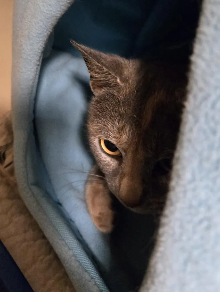 A baby medium-sized female Domestic Short Hair cat named Ciara for adoption in Windsor, CT