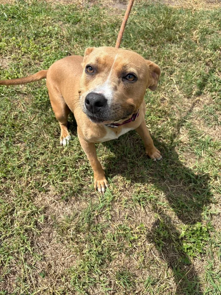 A young medium-sized female Pit Bull Terrier dog named Tina for adoption in Wauchula, FL