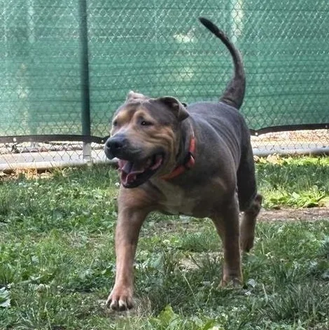 A senior large-sized female Brown / Chocolate American Bully dog named Anime for adoption in Prince Frederick, MD
