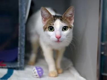 A young medium-sized female Buff & White Domestic Short Hair cat named Manu for adoption in New York, NY