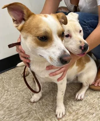 An adult small-sized male Terrier dog named West for adoption in Honolulu, HI