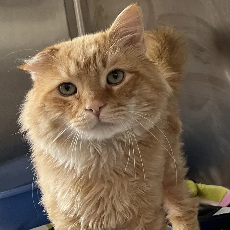 An adult extra large-sized male Orange / Red Domestic Medium Hair cat named Wilbur for adoption in Concord, NH