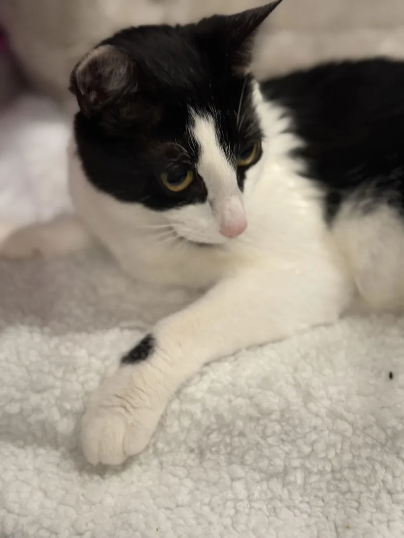 Cassandra thumbnail 2