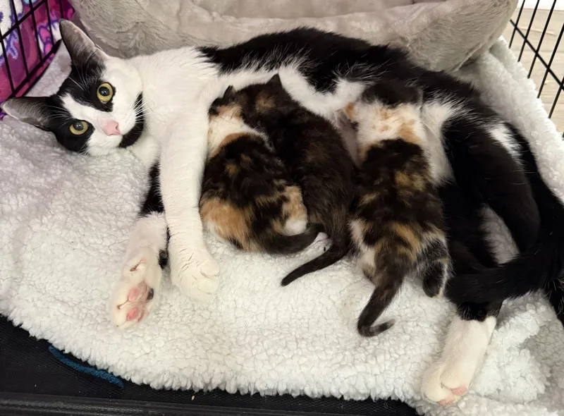 Cassandra thumbnail 3