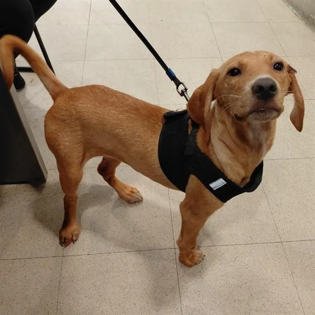 A baby small-sized female Labrador Retriever dog named Taylor for adoption in Huntsville, AL