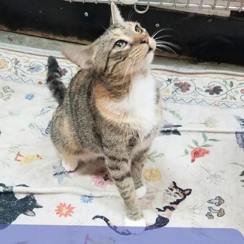 A young medium-sized female Tabby (Buff / Tan / Fawn) Domestic Short Hair cat named Parole for adoption in Palm Harbor, FL