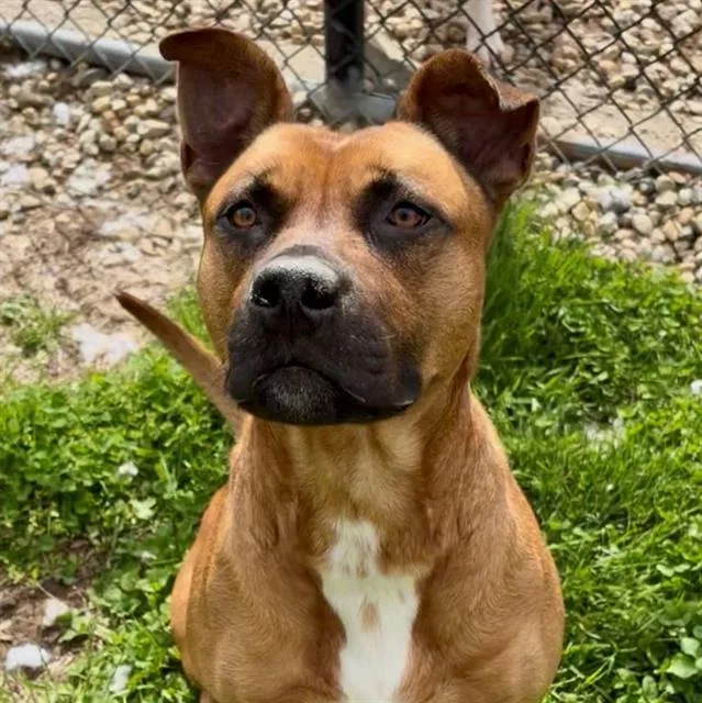 An adult large-sized male Black Mouth Cur dog named Alex Palou for adoption in Indianapolis, IN
