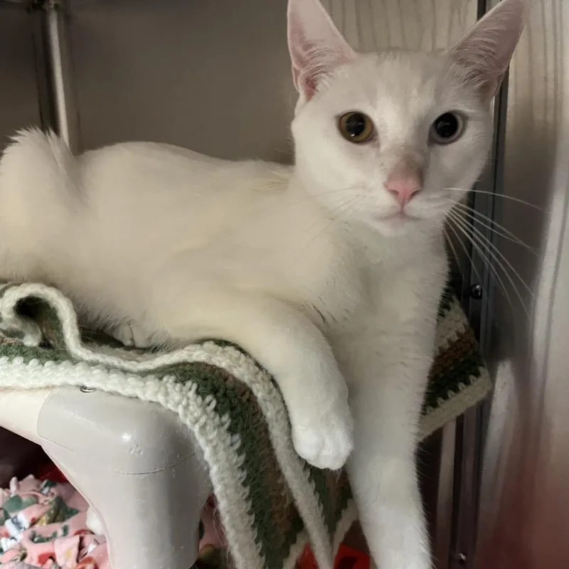 An adult large-sized male White Domestic Short Hair cat named Sage for adoption in Naples, FL