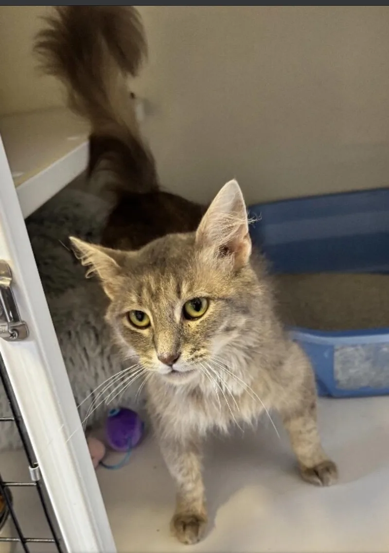 An adult medium-sized female Dilute Tortoiseshell Domestic Medium Hair cat named Chessie for adoption in White Cloud, MI