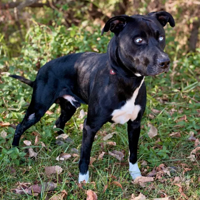 An adult medium-sized male Mixed Breed dog named Google for adoption in Effingham, IL