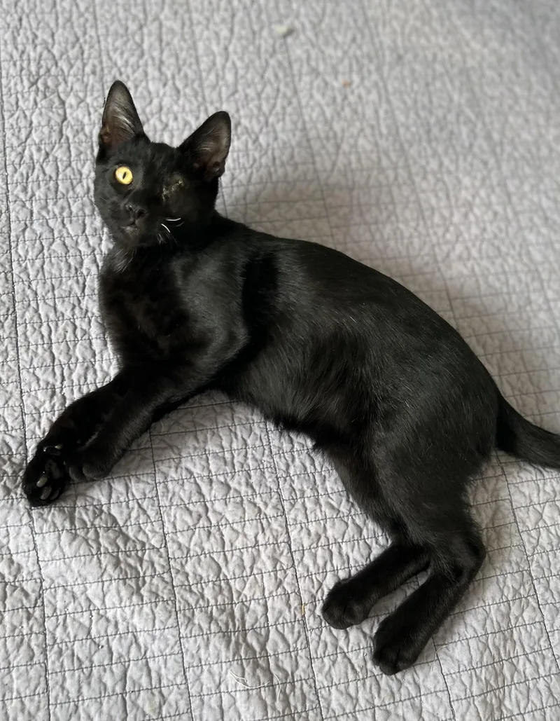 A young medium-sized male Black Domestic Short Hair cat named Mateo for adoption in Murfreesboro, TN